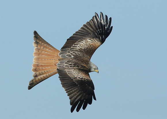 Red Kite Milvus milvus