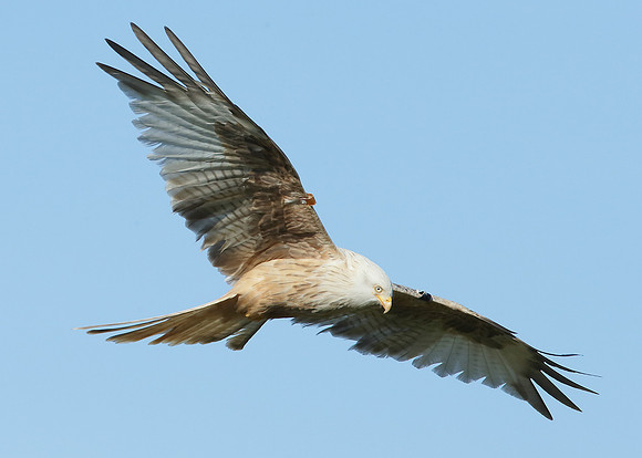 Red Kite Milvus milvus