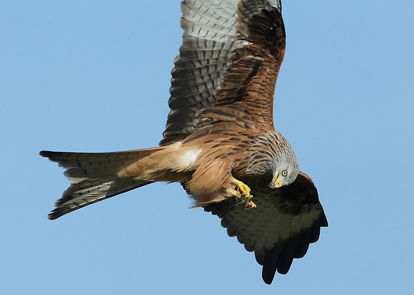 Red Kite Milvus milvus