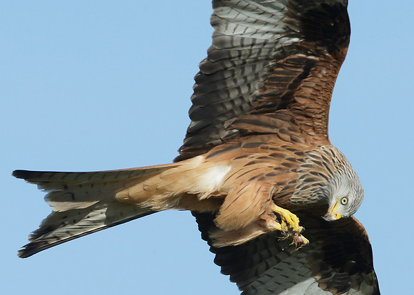 Red Kite Milvus milvus