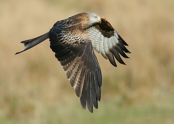 Red Kite Milvus milvus