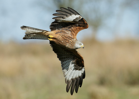 Red Kite Milvus milvus