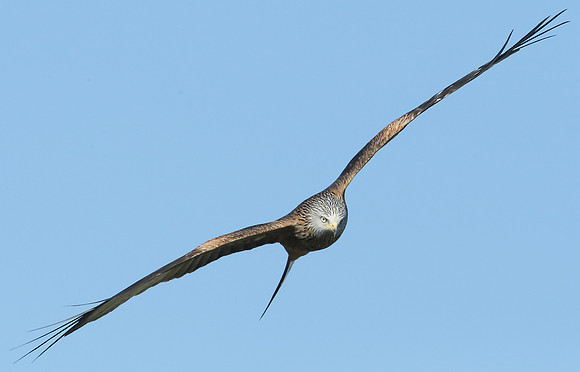 Red Kite Milvus milvus