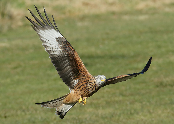 Red Kite Milvus milvus