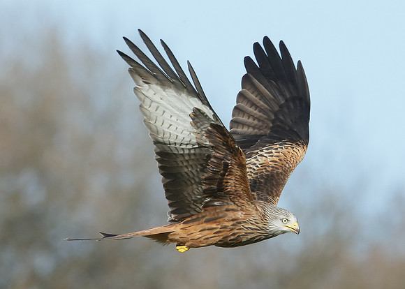 Red Kite Milvus milvus