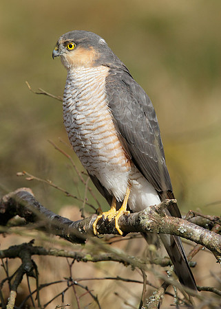 Sparrowhawk Accipiter nisus