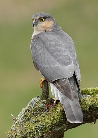 Sparrowhawk Accipiter nisus