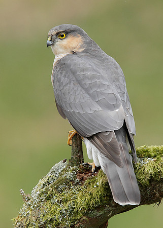 Sparrowhawk Accipiter nisus