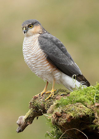 Sparrowhawk Accipiter nisus