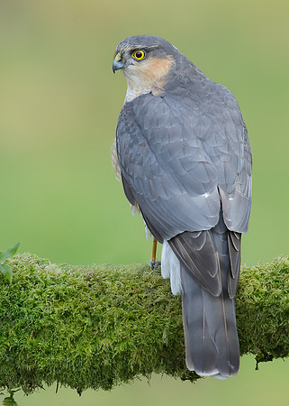 Sparrowhawk Accipiter nisus