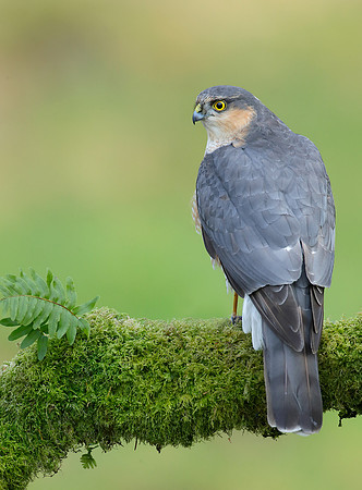 Sparrowhawk Accipiter nisus