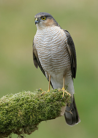 Sparrowhawk Accipiter nisus