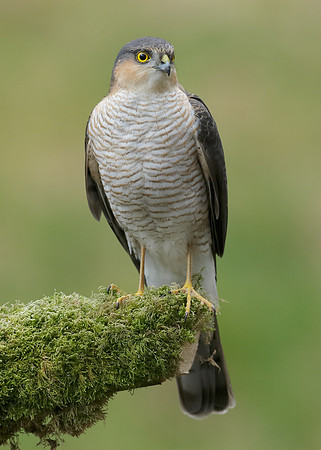 Sparrowhawk Accipiter nisus