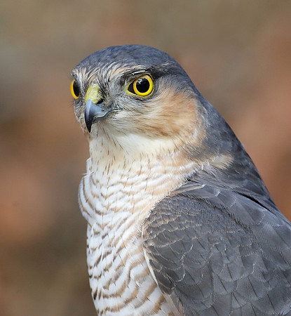 Sparrowhawk Accipiter nisus