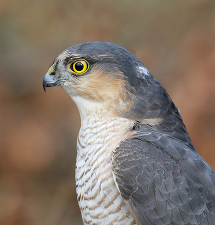 Sparrowhawk Accipiter nisus