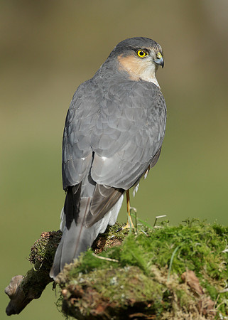 Sparrowhawk Accipiter nisus