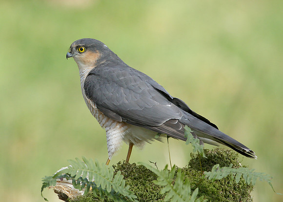 Sparrowhawk Accipiter nisus