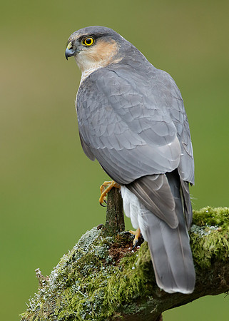 Sparrowhawk Accipiter nisus