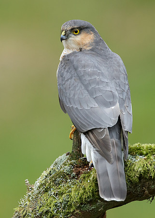 Sparrowhawk Accipiter nisus