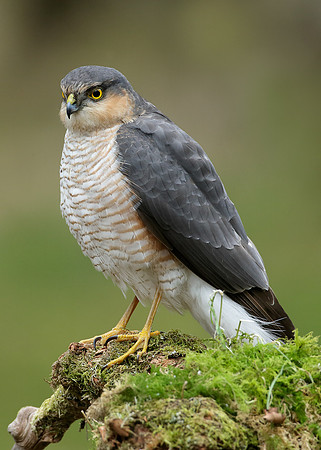 Sparrowhawk Accipiter nisus