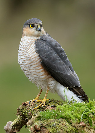 Sparrowhawk Accipiter nisus
