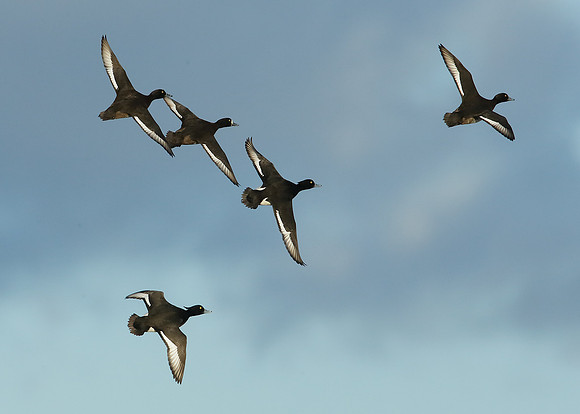 Tufted Duck Aythya fuligula