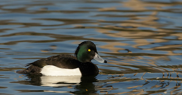 Tufted Duck Aythya fuligula