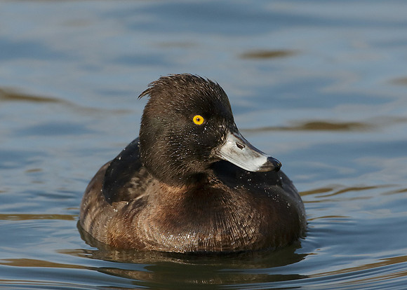 Tufted Duck Aythya fuligula