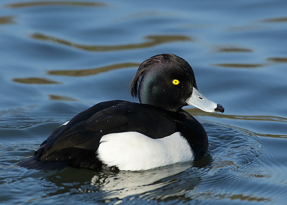 Tufted Duck Aythya fuligula