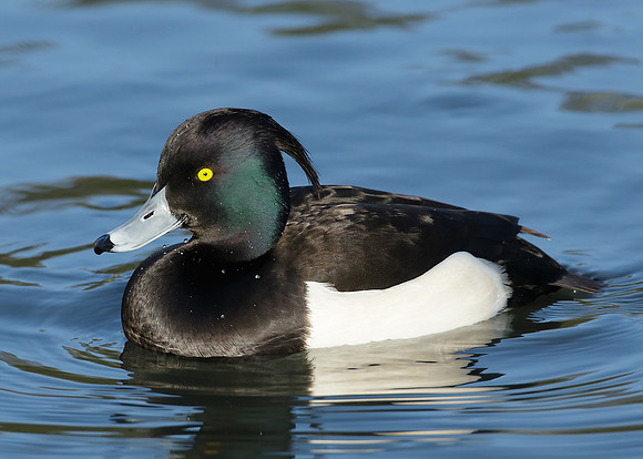 Tufted Duck Aythya fuligula