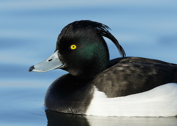 Tufted Duck Aythya fuligula