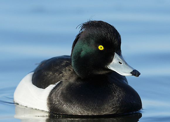 Tufted Duck Aythya fuligula