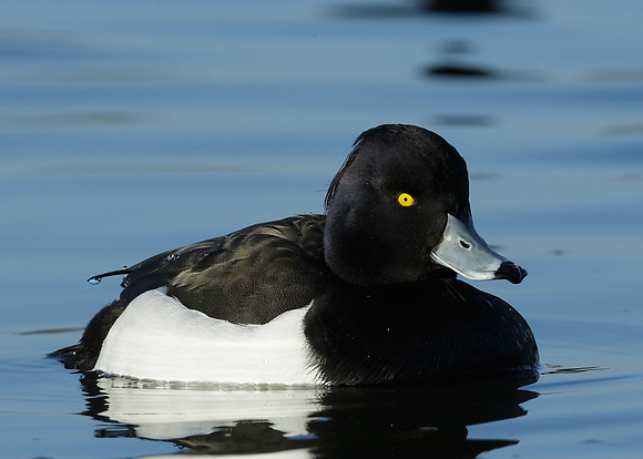 Tufted Duck Aythya fuligula