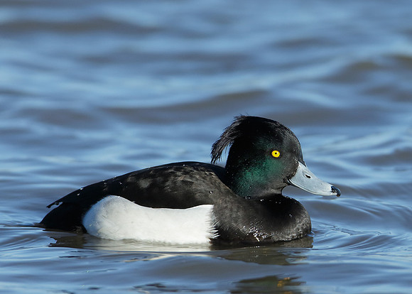 Tufted Duck Aythya fuligula