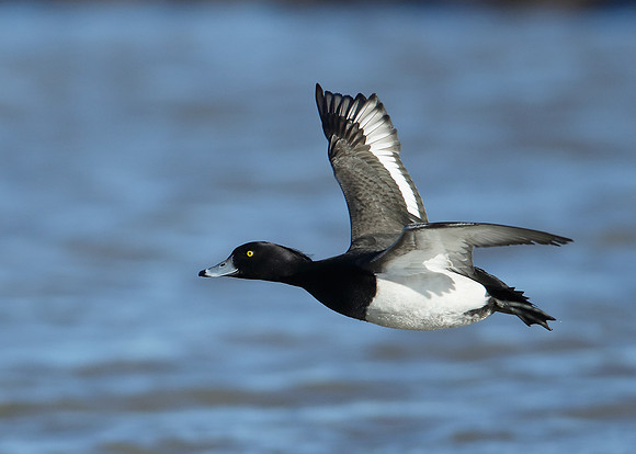 Tufted Duck Aythya fuligula