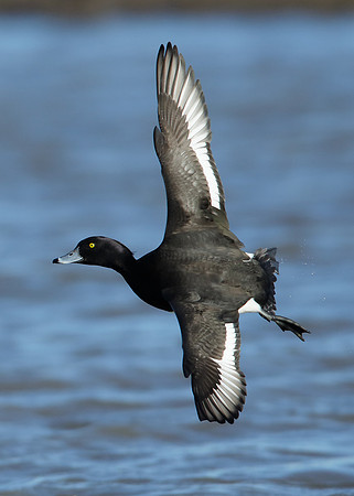 Tufted Duck Aythya fuligula