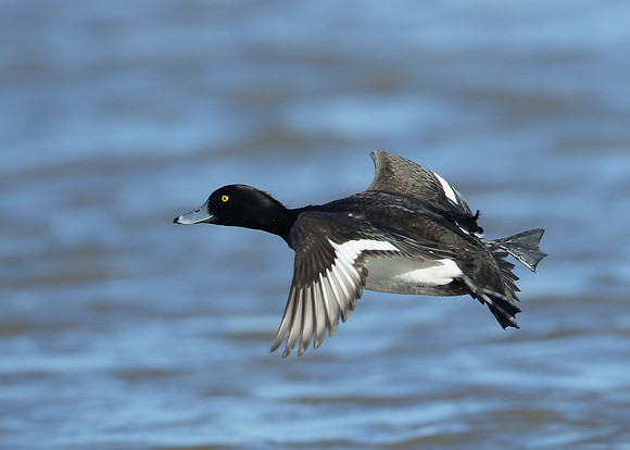 Tufted Duck Aythya fuligula