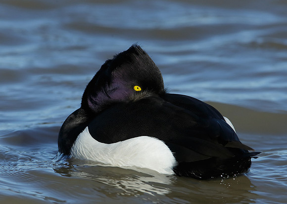 Tufted Duck Aythya fuligula