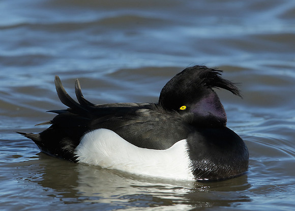 Tufted Duck Aythya fuligula