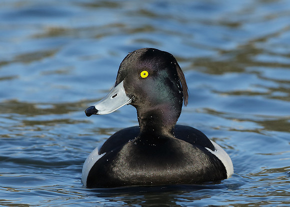 Tufted Duck Aythya fuligula