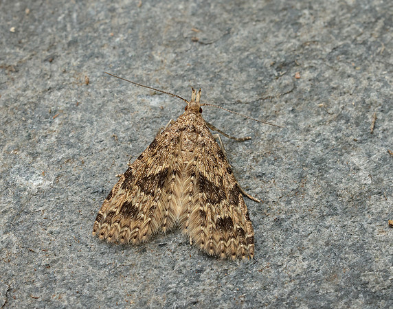 44.001 BF1288 Twenty-plume Moth Alucita hexadactyla
