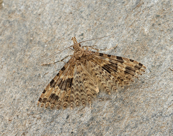 44.001 BF1288 Twenty-plume Moth Alucita hexadactyla