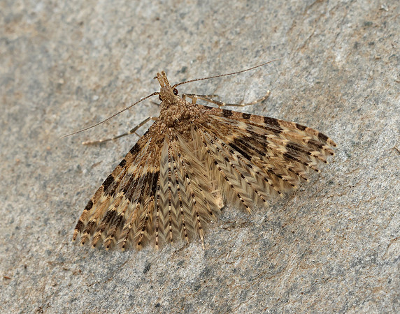 44.001 BF1288 Twenty-plume Moth Alucita hexadactyla
