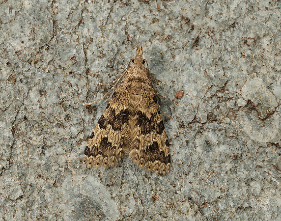 44.001 BF1288 Twenty-plume Moth Alucita hexadactyla