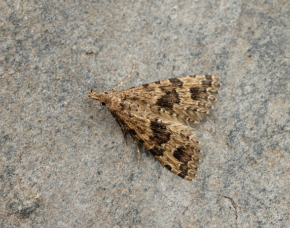 44.001 BF1288 Twenty-plume Moth Alucita hexadactyla