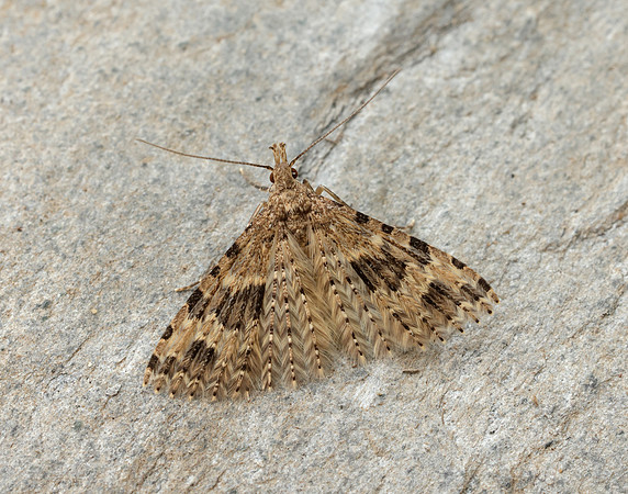 44.001 BF1288 Twenty-plume Moth Alucita hexadactyla