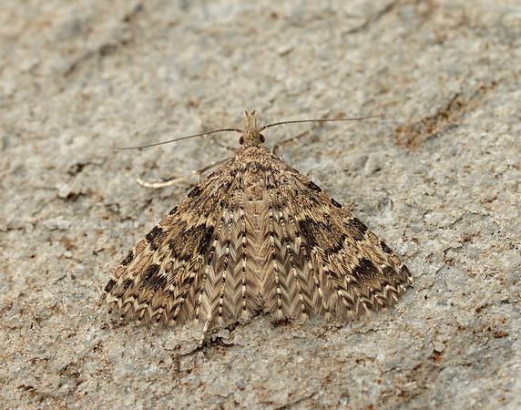 44.001 BF1288 Twenty-plume Moth Alucita hexadactyla