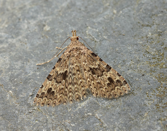 44.001 BF1288 Twenty-plume Moth Alucita hexadactyla