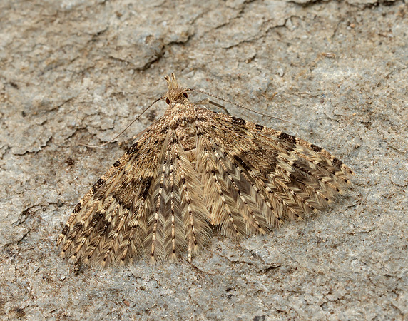 44.001 BF1288 Twenty-plume Moth Alucita hexadactyla