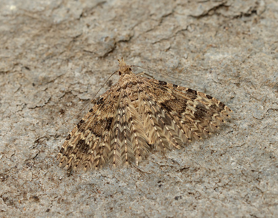 44.001 BF1288 Twenty-plume Moth Alucita hexadactyla